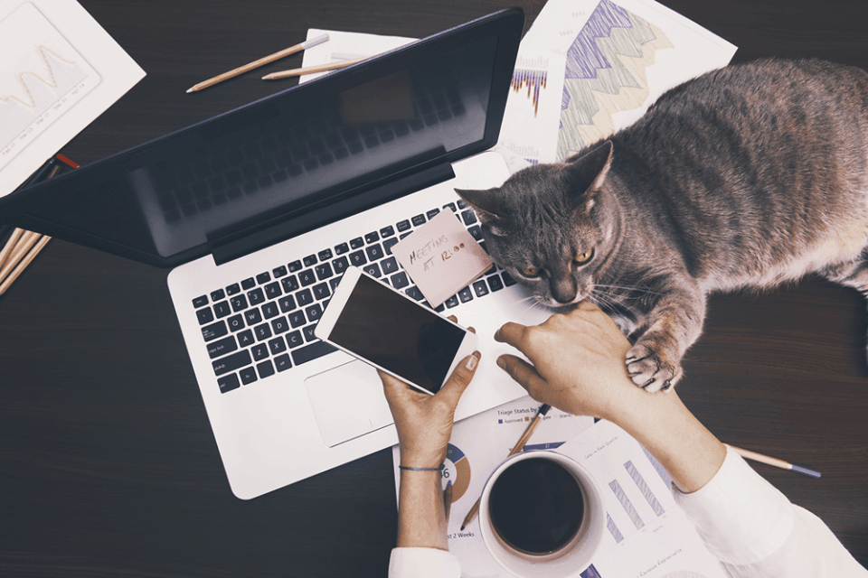 profissoes-para-trabalhar-em-casa - mesa com computador, celular, copo de café e um gato