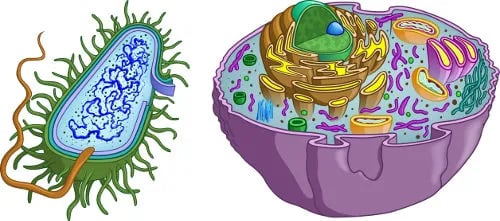 diferenças entre uma célula procarionte (esq.) e uma célula eucarionte (dir.)