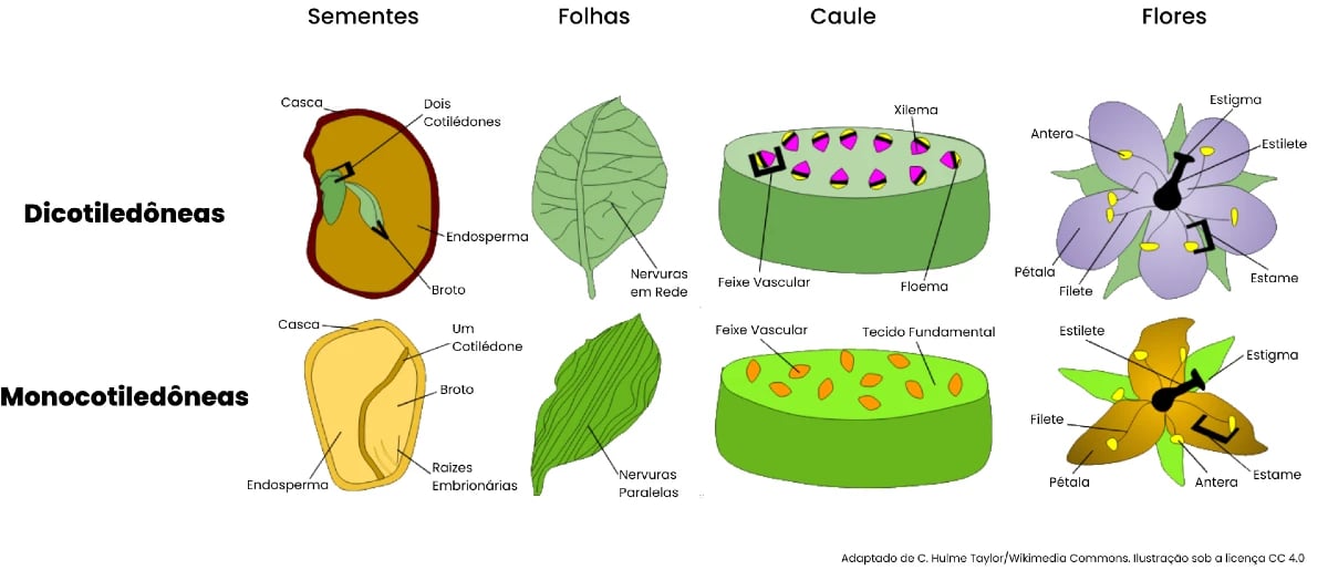 Comparação entre dicotiledôenas e monocotiledôneas. Ilustração adaptada de C. Hulme Taylor/Wikimedia Commons CC 4.0.