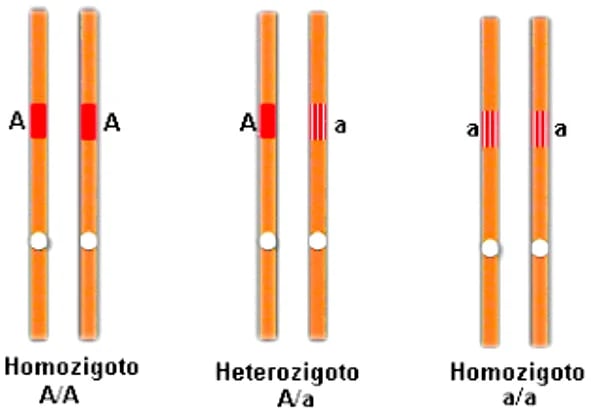 homozigoto e heterozigoto questoes de genetica