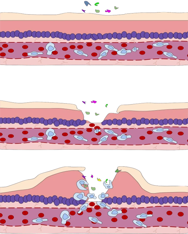 Ilustração da ação dos leucócitos no sistema imunológico. Créditos: Nason vassiliev/Wikimedia Commons CC BY-SA 4.0.