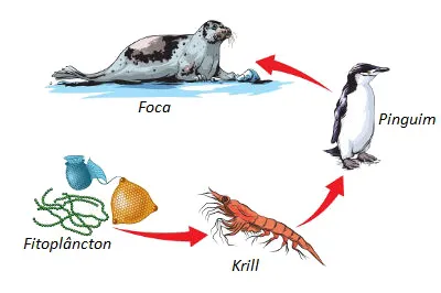 exemplo de cadeia alimentar, onde o fitoplâncton representa o nível trófico dos produtores, o Krill representa o consumidor primário, o Pinguim é o consumidor secundário e a foca é o consumidor terciário. Os decompositores não aparecem na imagem, mas eles estão presentes em todos os passos do processo.