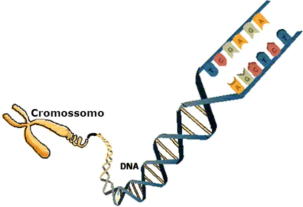 cromossomos questoes de genetica