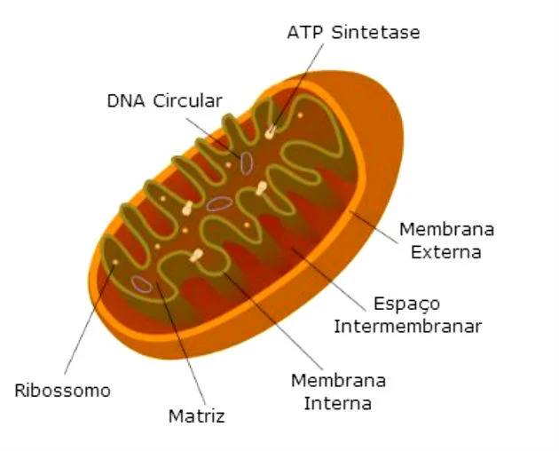 mitocondria organelas citoplasmaticas