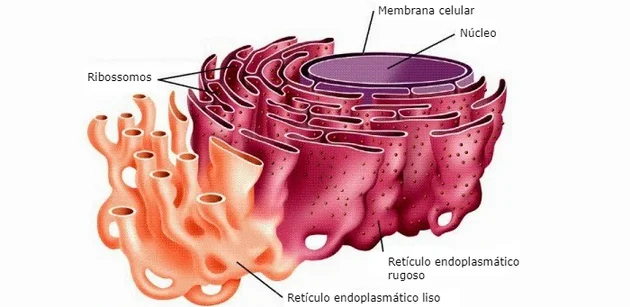 reticulo endoplasmatico ribossomos organelas citoplasmaticas