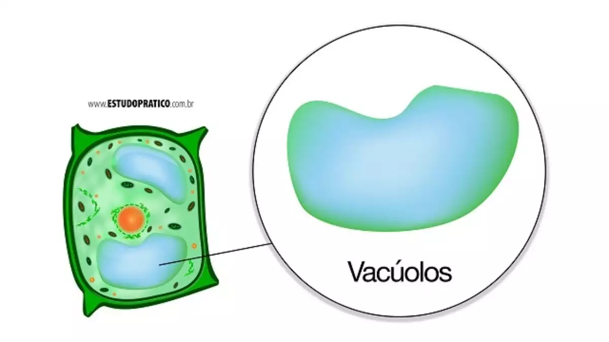 vacuolos organelas citoplasmaticas